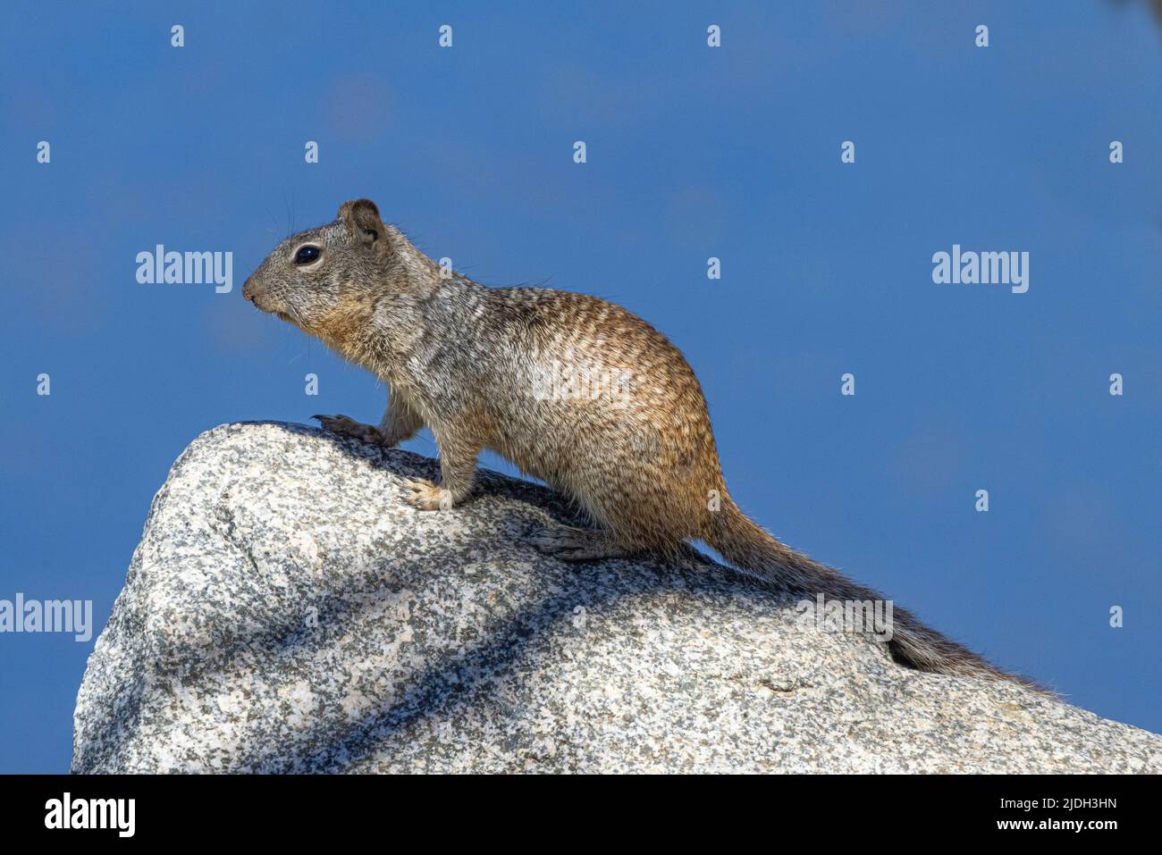l'écureuil de roche (Citellus variegatus), se trouve sur un rocher, États-Unis, Arizona, Salt River Banque D'Images