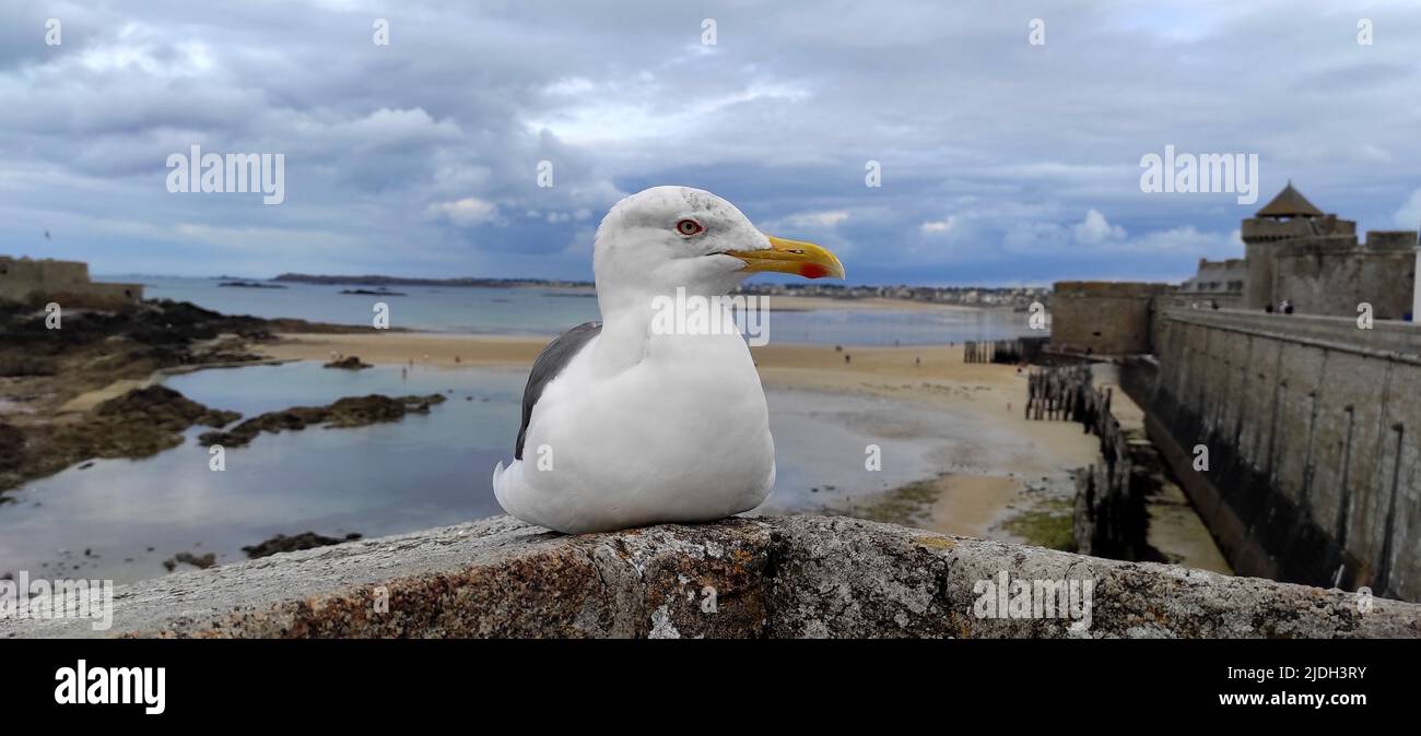Goéland argenté (Larus argentatus), repose sur un mur de la ville et regarde autour, poney point sur le dessous du bec, France, Bretagne, Saint-Malo Banque D'Images