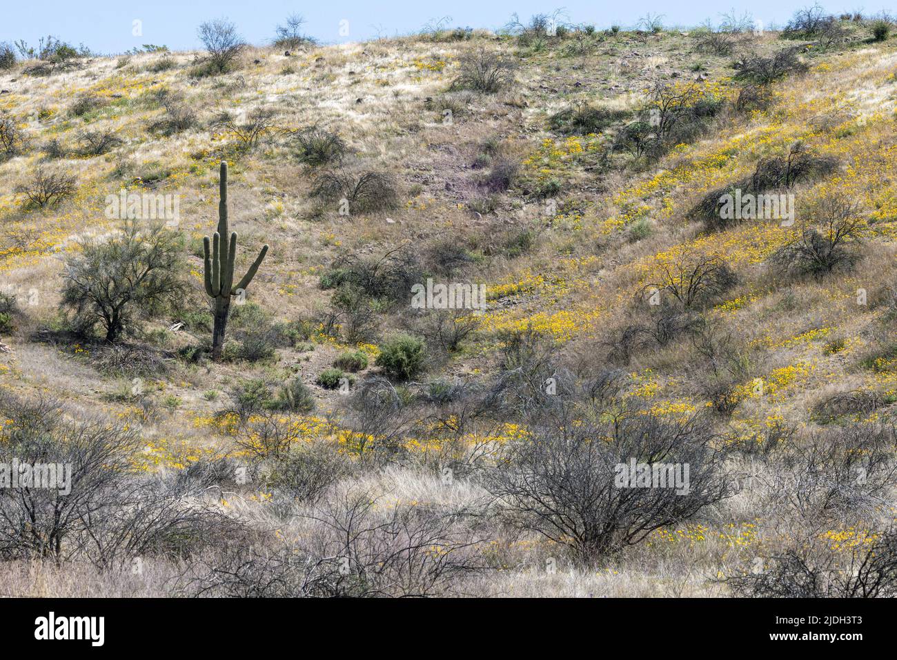 Coquelicot californien, coquelicot californien, coquelicot doré (Eschscholzia californica), population en fleurs sur une pente avec cactus Saguaro, Etats-Unis, Arizona, Sonoran Banque D'Images