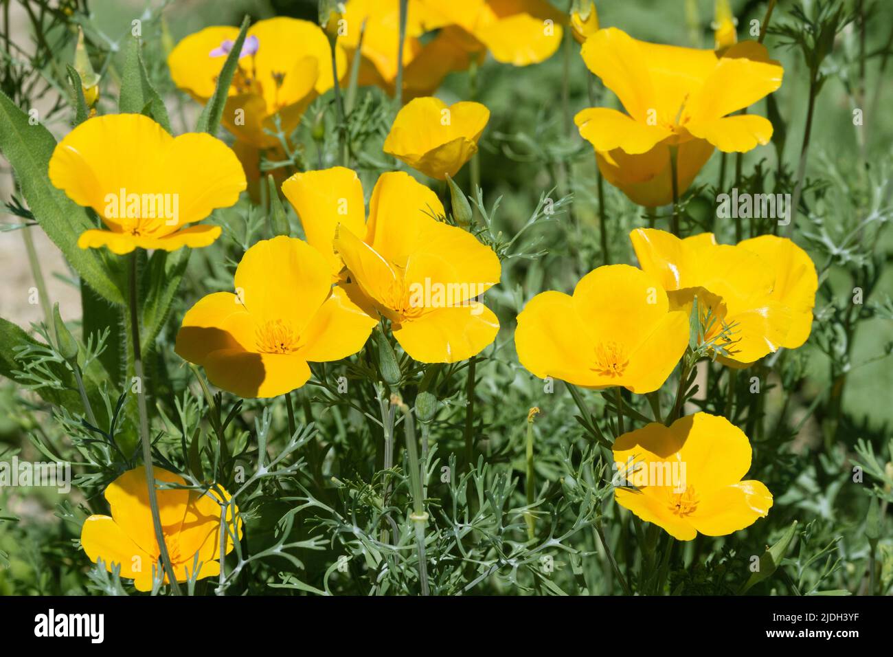 Coquelicot californien, coquelicot californien, coquelicot doré (Eschscholzia californica), fleurs, États-Unis, Arizona, Sonoran Banque D'Images