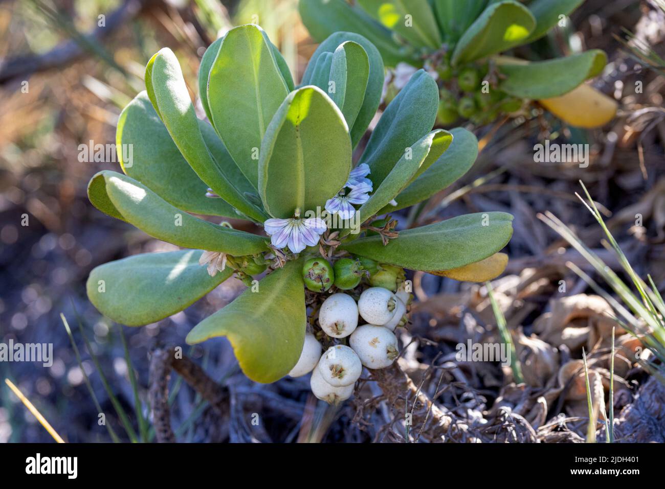 chou de plage, laitue de mer, plage naupaka, naupaka kahakai, magoo, Merambong, bappaceda, papatjeda, ngahu (Scaevola taccada), avec fleurs et fruits, Banque D'Images