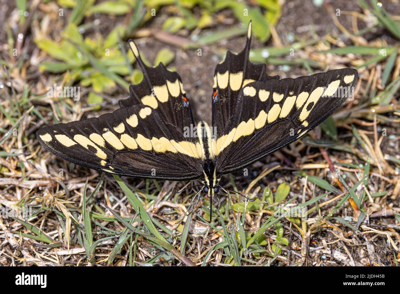 Swalowtail géant (Papilio créphontes), boissons dewdrops de l'herbe, Etats-Unis, Arizona, Sonoran Banque D'Images