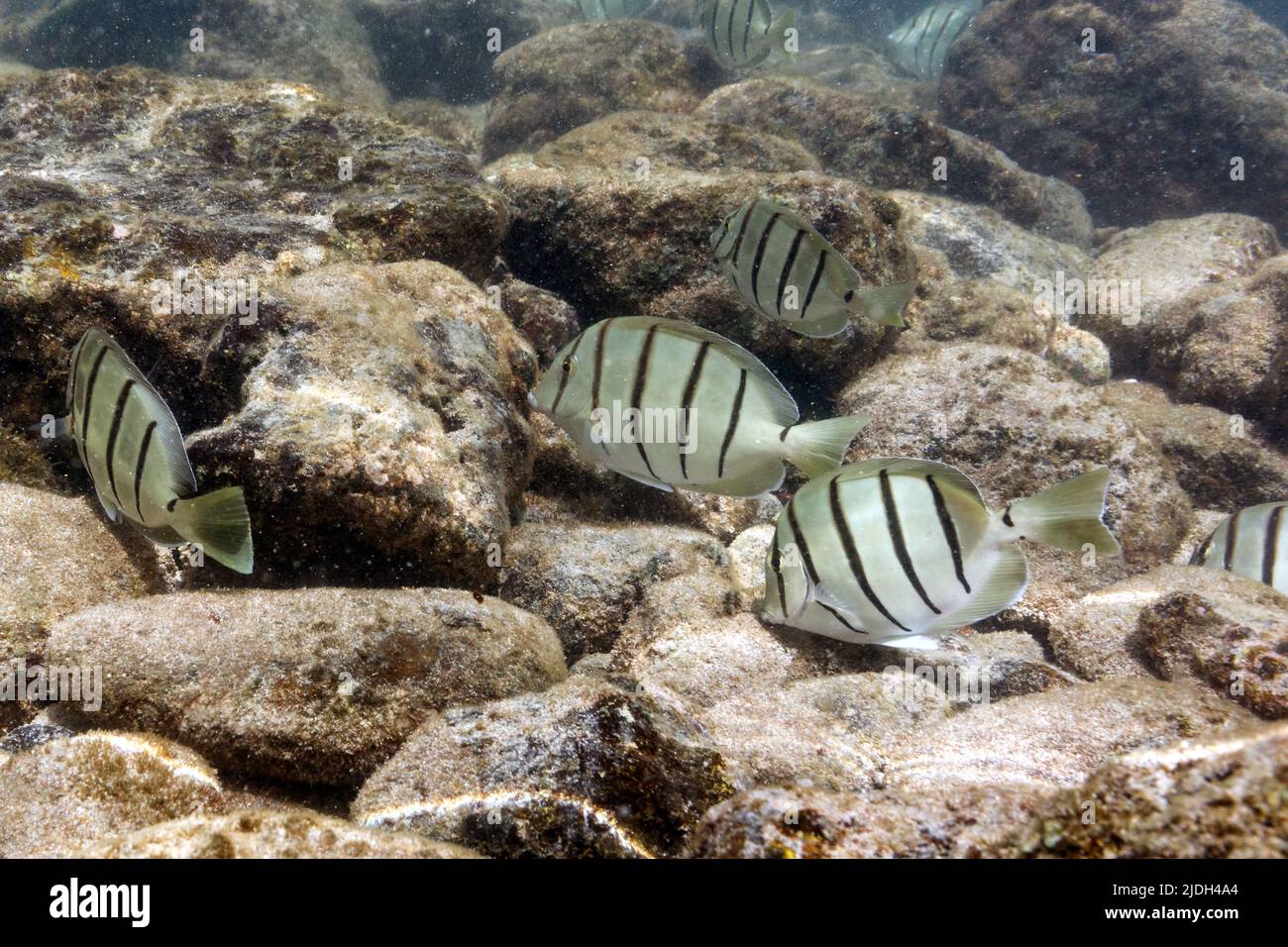 Tang de bagnards, surgéonfish de bagnards (Acanthurus triosgus), recherche de nourriture dans une petite école, États-Unis, Hawaï, Maui Banque D'Images