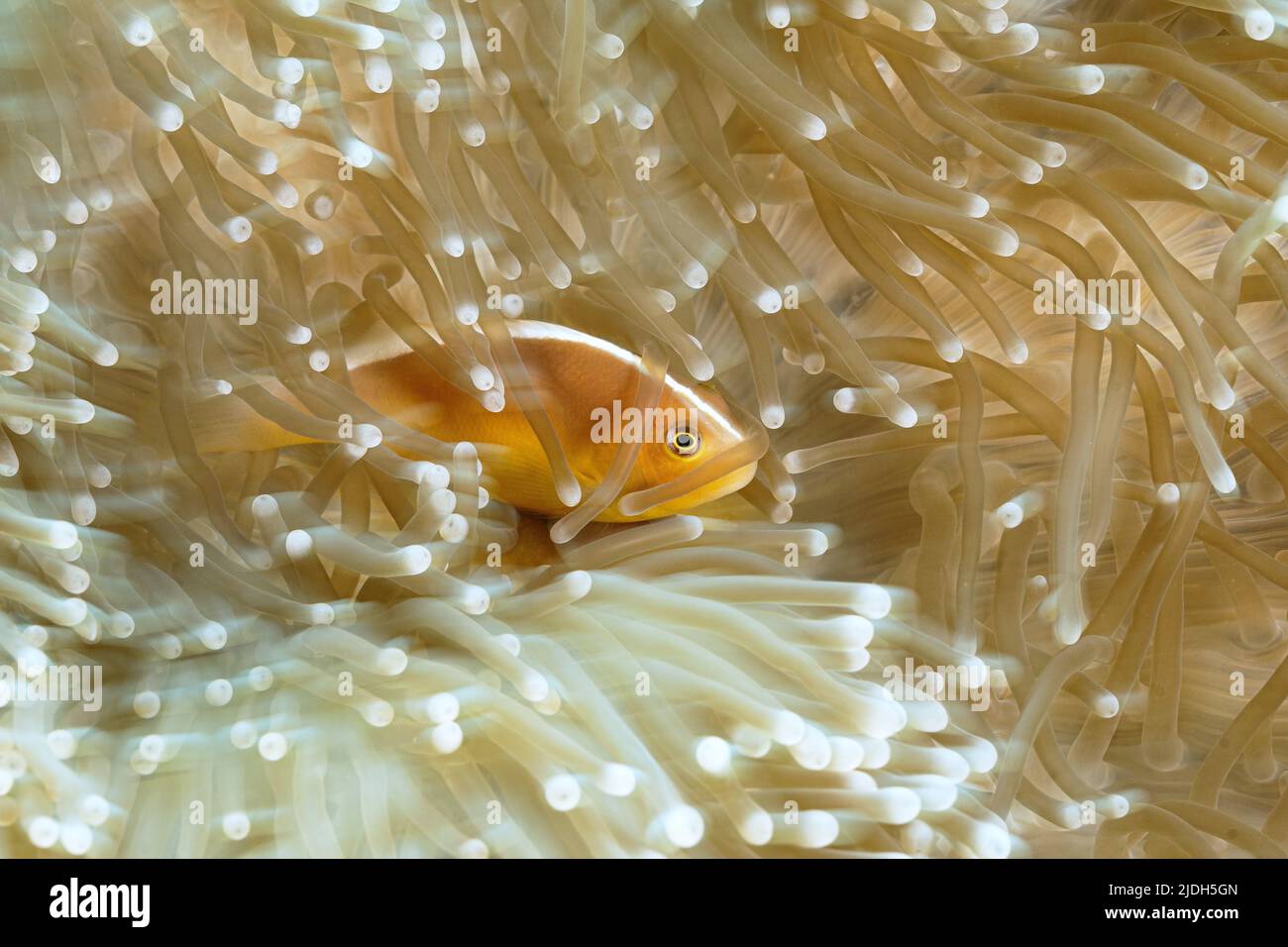 La vie sur le récif de corail de Mayotte lagon Océan Indien Banque D'Images