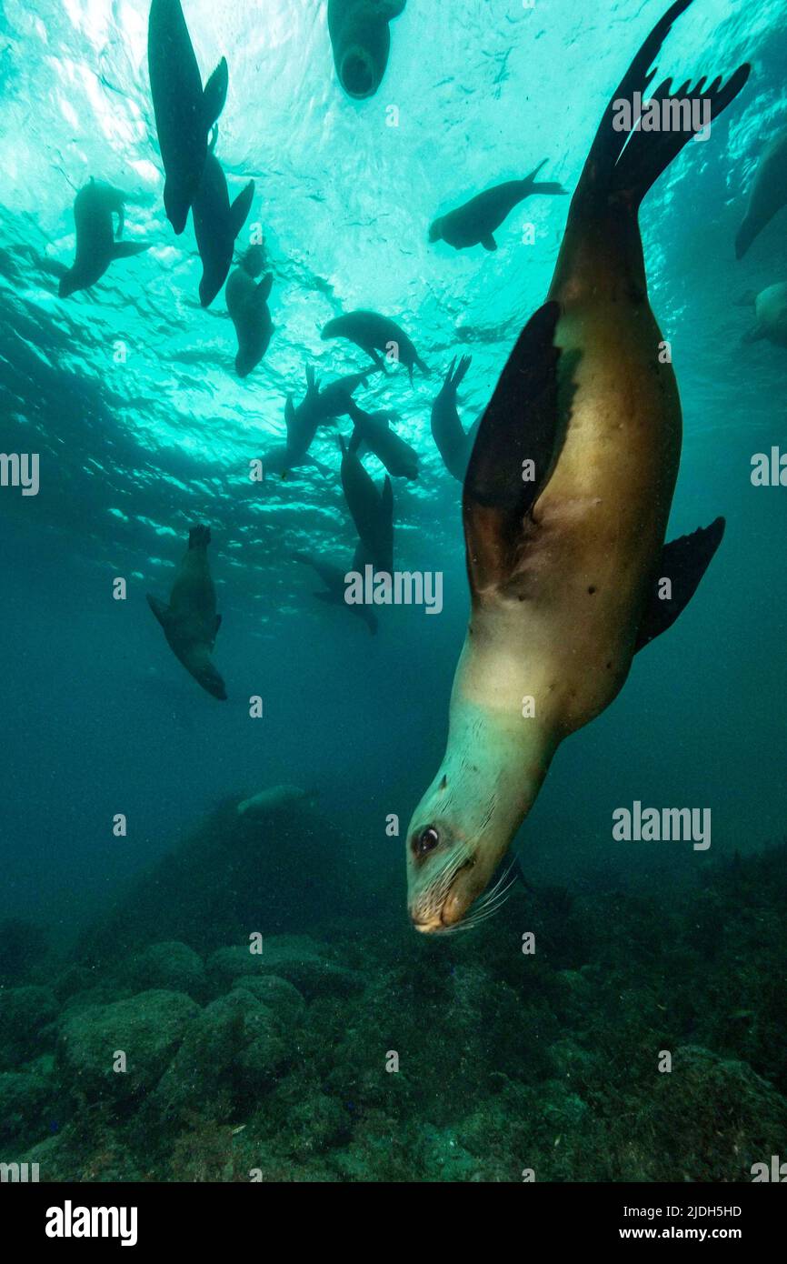 Un groupe de mastics féminins jouant dans les profondeurs de la mer de Cortez Baja californie Banque D'Images
