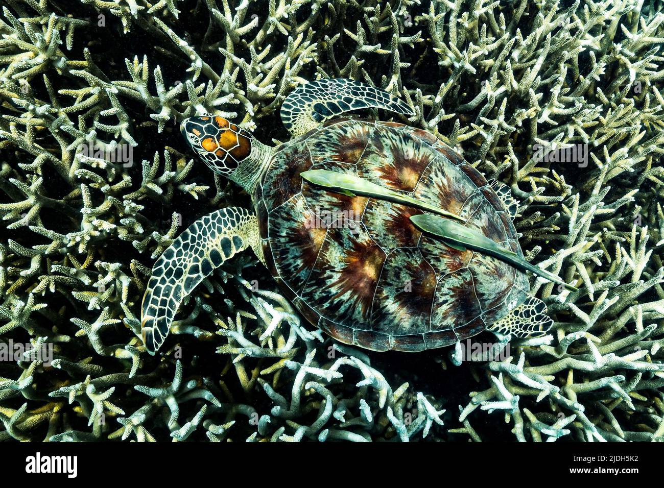 Tortue verte de mer paissant sur des herbiers marins dans le lagon de Mayotte, une rencontre paisible mettant en valeur la biodiversité marine et la beauté naturelle. Banque D'Images