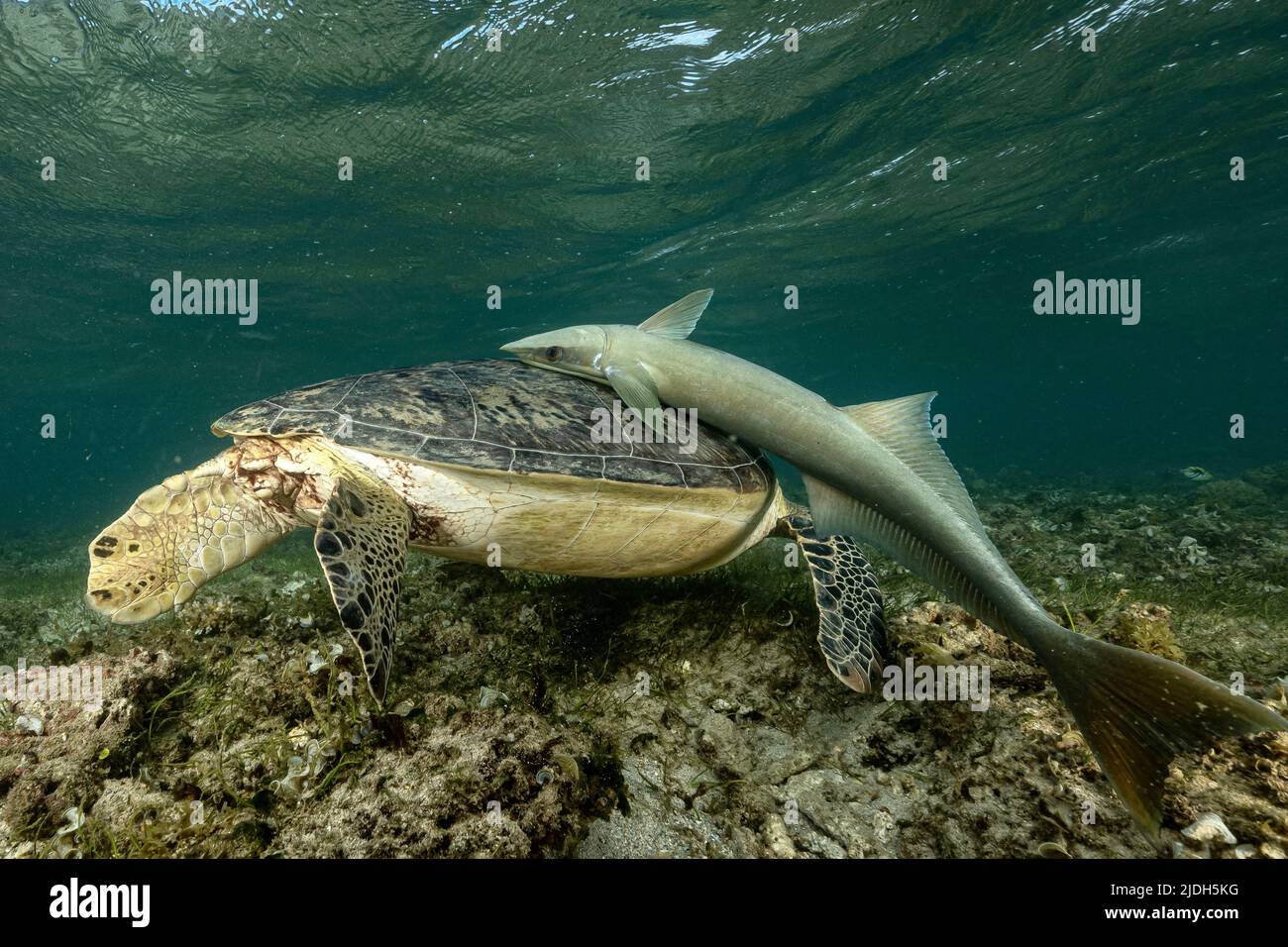 Tortue verte de mer paissant sur des herbiers marins dans le lagon de Mayotte, une rencontre paisible mettant en valeur la biodiversité marine et la beauté naturelle. Banque D'Images