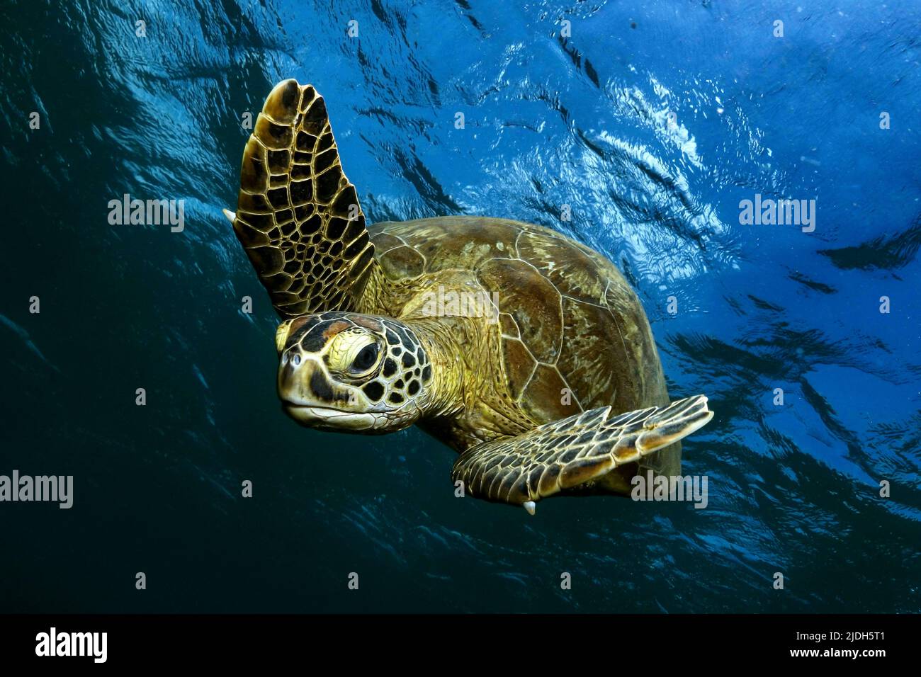 Tortue verte nageant paisiblement dans les eaux cristallines du lagon de Mayotte, au cœur de l’océan Indien. Un gracieux et serein Banque D'Images