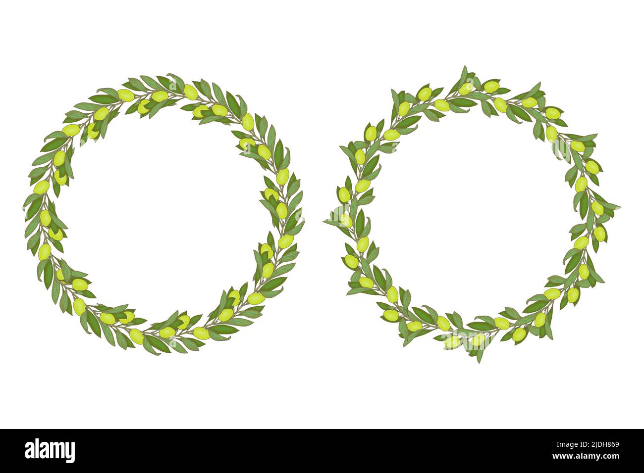 Couronne d'olives vertes cadre rond en forme de doodle dessiné à la main avec des branches de feuilles et de baies vertes. Illustration vectorielle Illustration de Vecteur