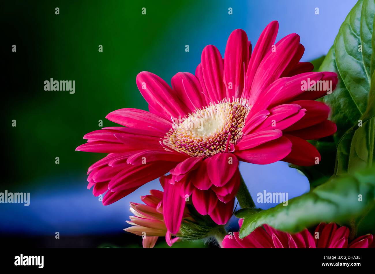 gerbera, fleur en nuances de violet, superposition de mise au point, bokeh, gros plan, macro Banque D'Images