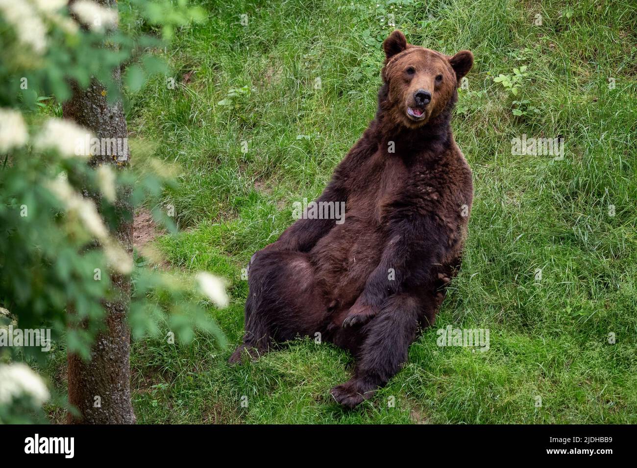 Ours brun au repos (Ursus arctos) dans la forêt Banque D'Images