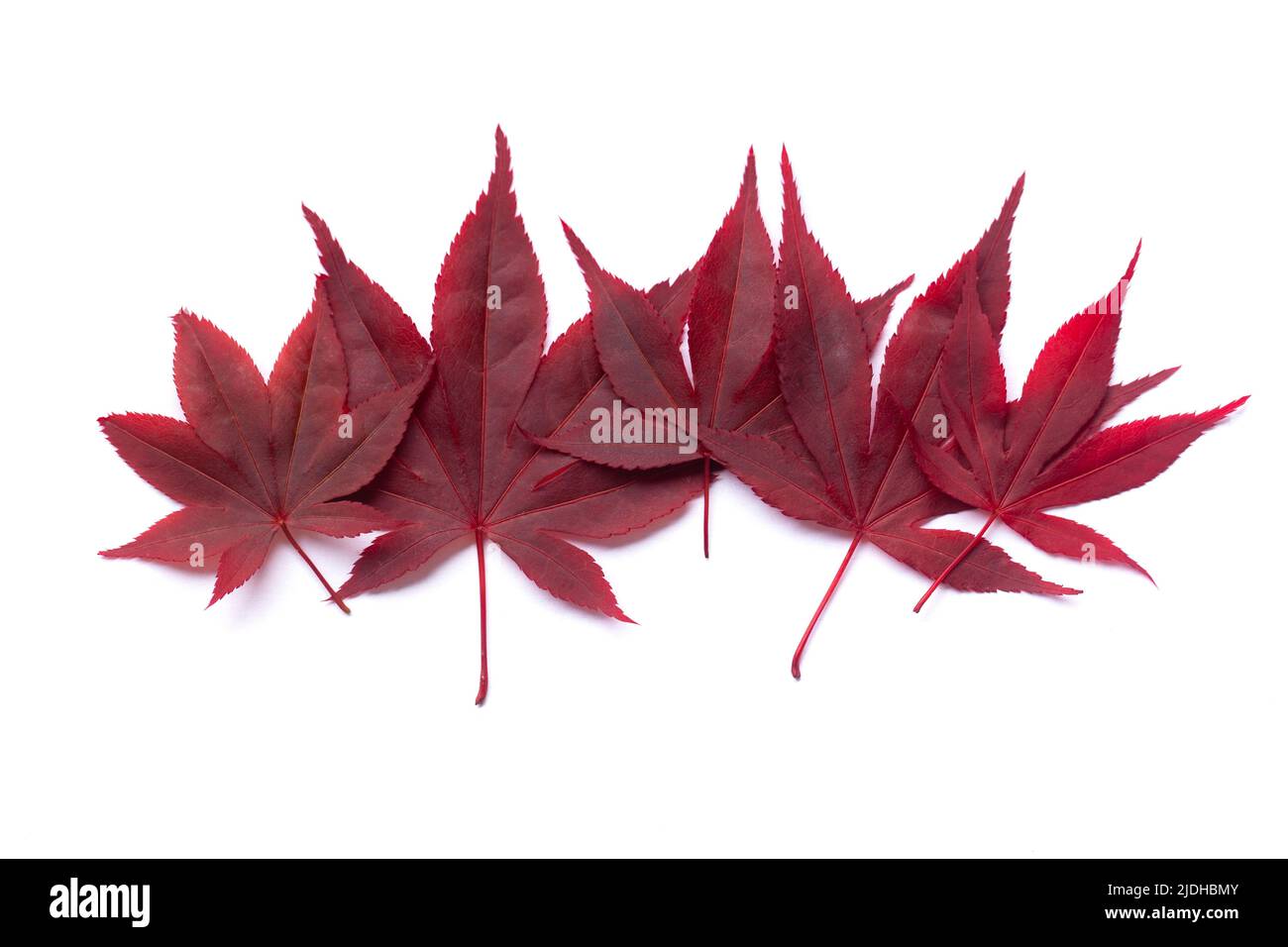 Les feuilles d'automne rouge vif bordent le blanc Banque D'Images