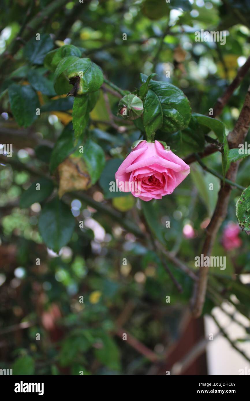 Roses en gros plan. Photographie de la Reine des fleurs. Un arbre broussaillé aux fleurs roses. Les Rosebuds sont entourés de feuilles vertes. Roses épineuses. Banque D'Images