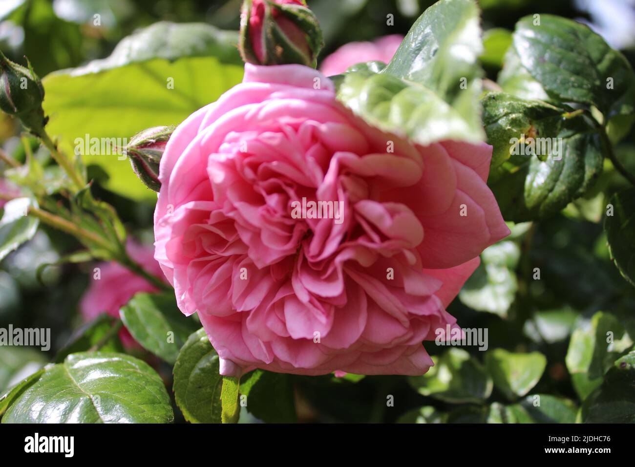Roses en gros plan. Photographie de la Reine des fleurs. Un arbre broussaillé aux fleurs roses. Les Rosebuds sont entourés de feuilles vertes. Roses épineuses. Banque D'Images