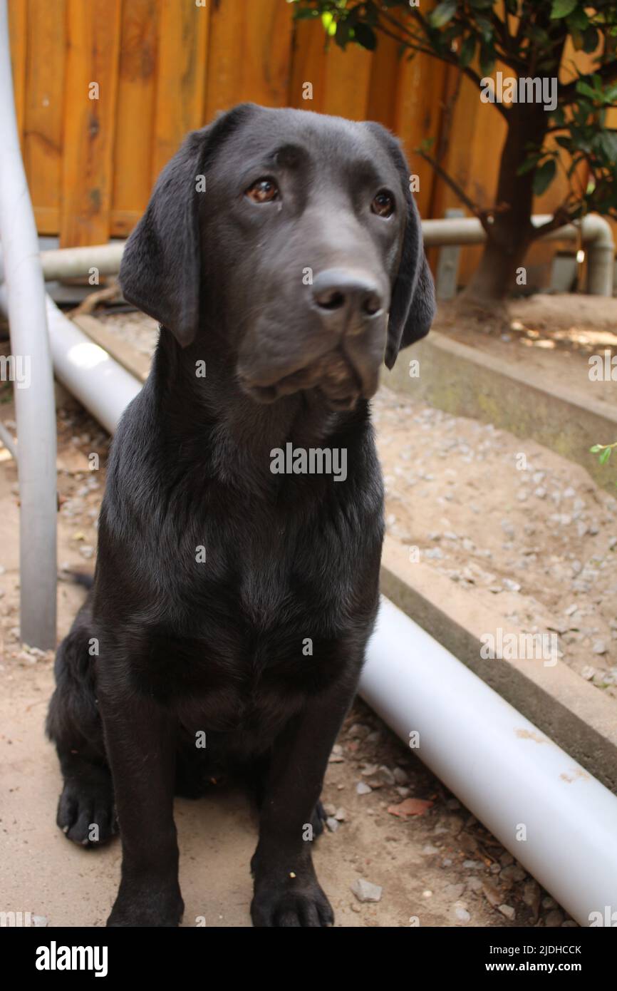 Photographie d'un Labrador retriever noir. Labrador chiot en gros plan. Visage de chien noir, yeux, oreilles, nez, pattes. Animaux dans le jardin. Photographie macro. Banque D'Images