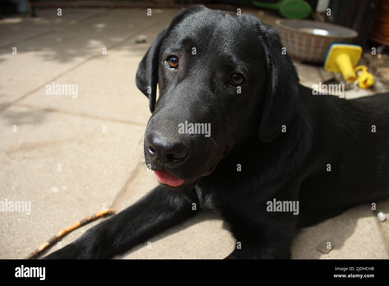 Photographie d'un Labrador retriever noir. Labrador chiot en gros plan. Visage de chien noir, yeux, oreilles, nez, pattes. Animaux dans le jardin. Photographie macro. Banque D'Images