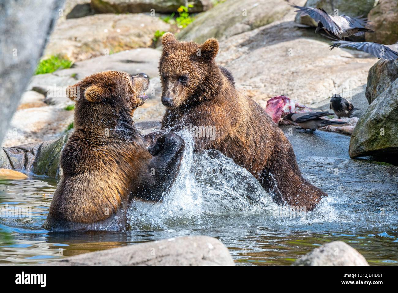 Deux ours bruns se battent dans l'eau Banque D'Images