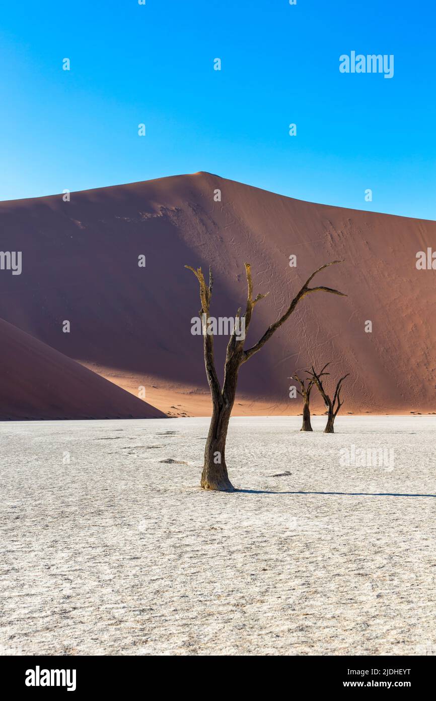 Épine de chameau morte devant une grande dune de sable rouge Deadvlei Namibie Banque D'Images