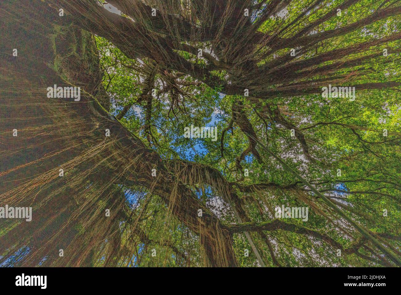 photo en regardant le ciel vert d'un arbre banyan ficus avec les racines de prop qui s'étendent jusqu'au sol dans les jardins de terra nostra furnas açores Banque D'Images