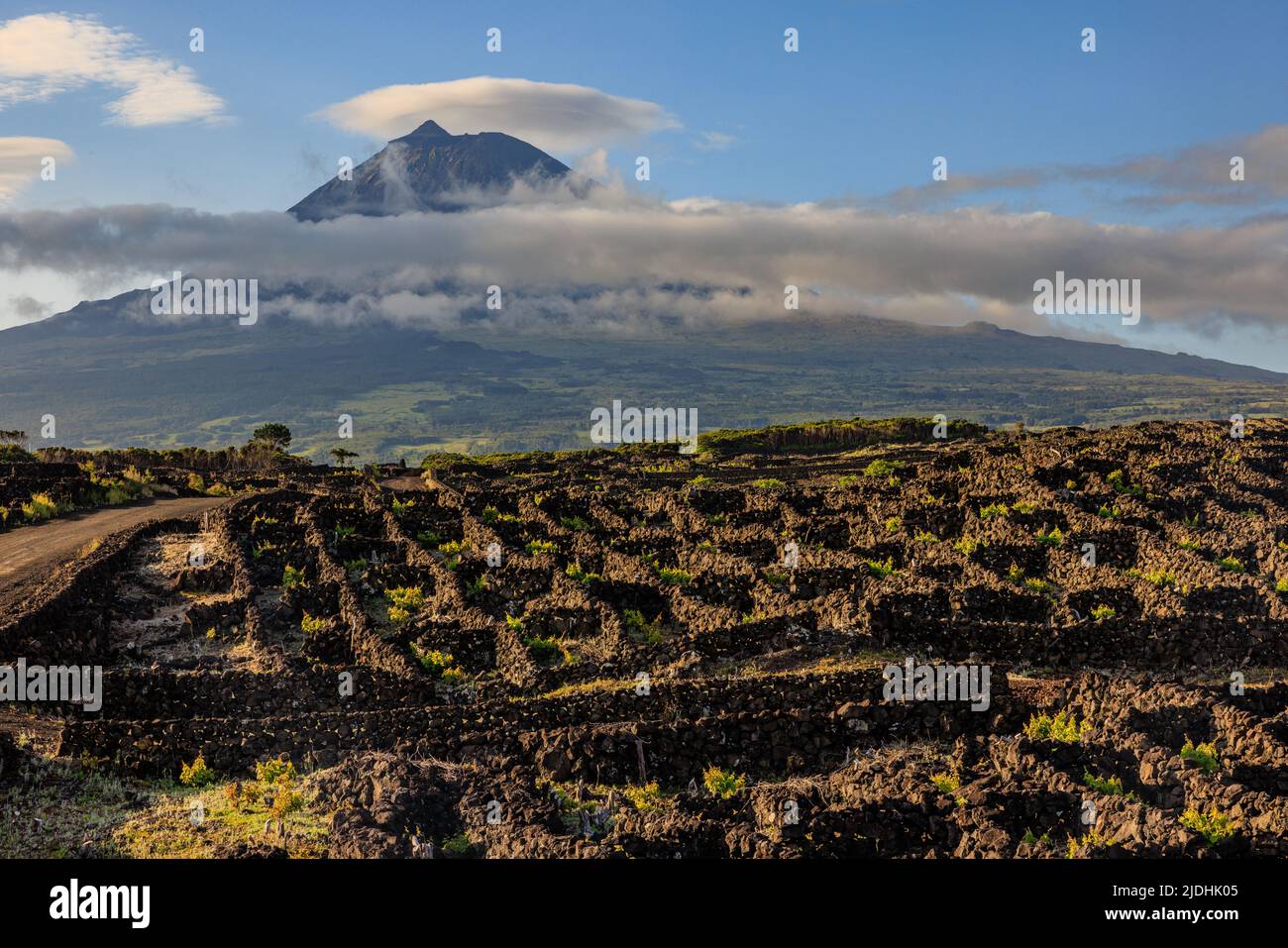 les vignes poussent dans des enceintes de roche volcanique noire sur les pentes inférieures du mont pico avec son sommet dominant un collier de nuages Banque D'Images