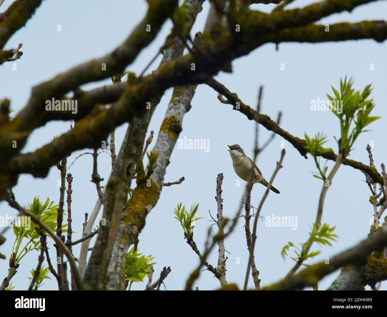 Un Whitethroat commun perché sur une branche comme il chante, contre un ciel blanc. Simple et clairsemée, l'image présente un motif Ukiyo-E. Banque D'Images