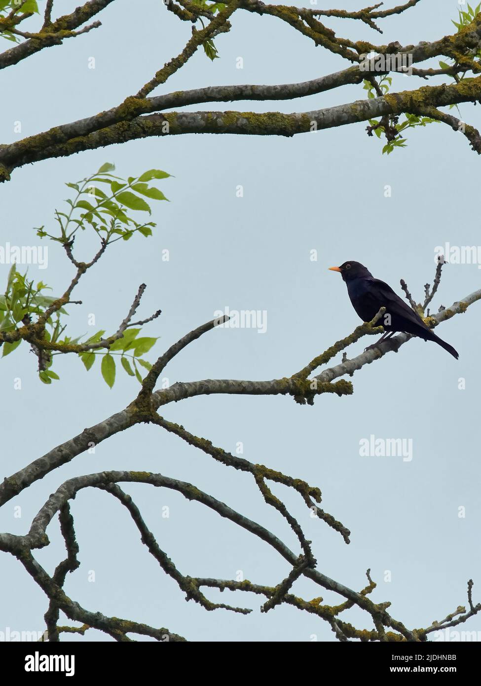 Un Blackbird mâle perché sur une branche contre un ciel blanc. Simple et clairsemée, l'image présente un motif Ukiyo-E. Banque D'Images
