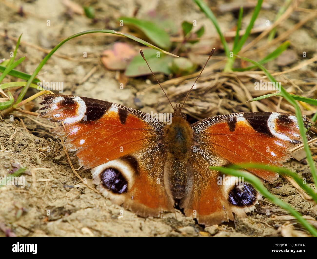 Un papillon paon avec des ailes légèrement en lambeaux reposant au soleil sur un terrain cassé dans les bois près de Cranfield, au Royaume-Uni. Banque D'Images