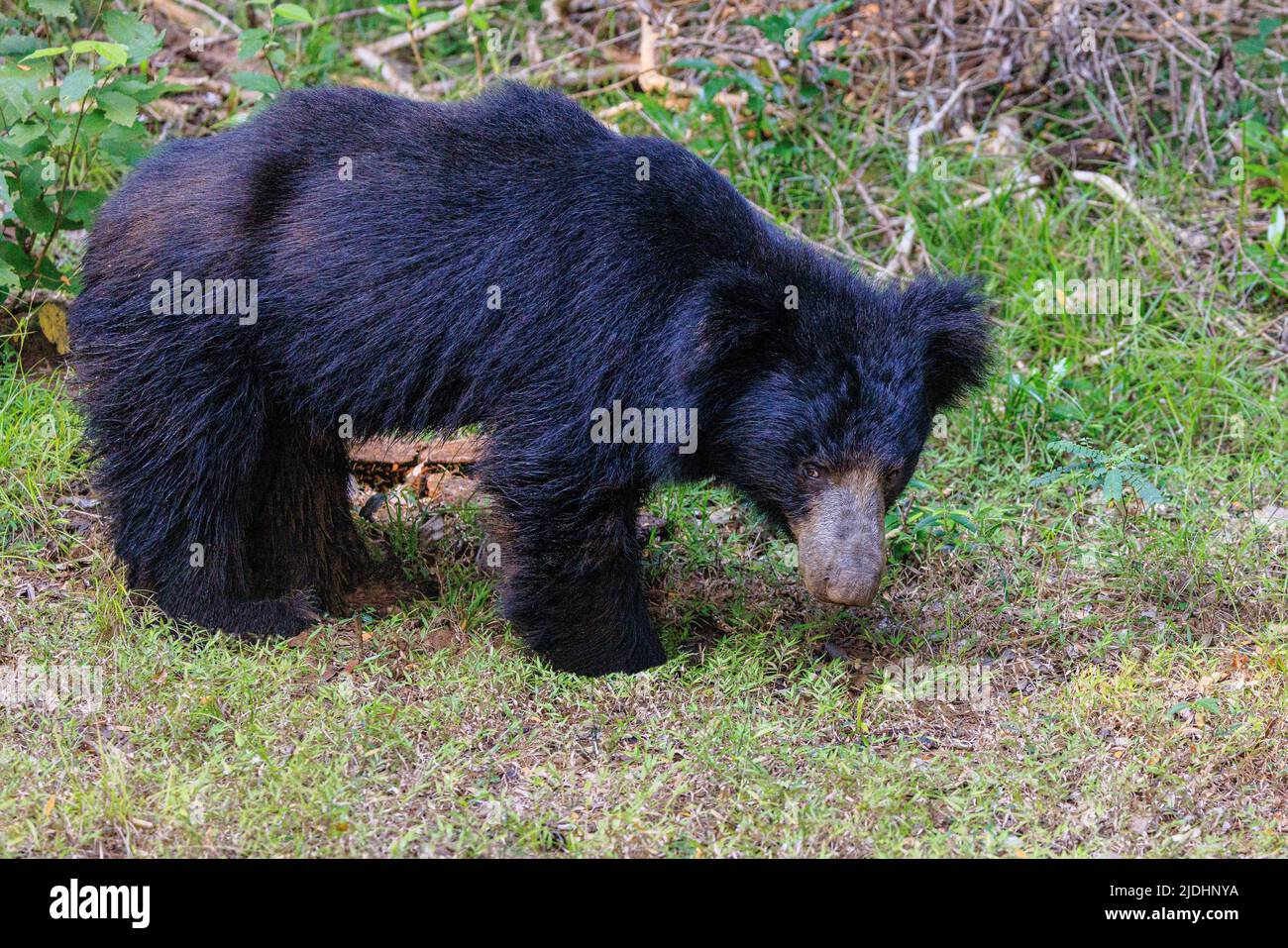 sri lanka sloth bear photo haute résolution de l'ours complet debout dans le profil latéral face et regardant la caméra Banque D'Images