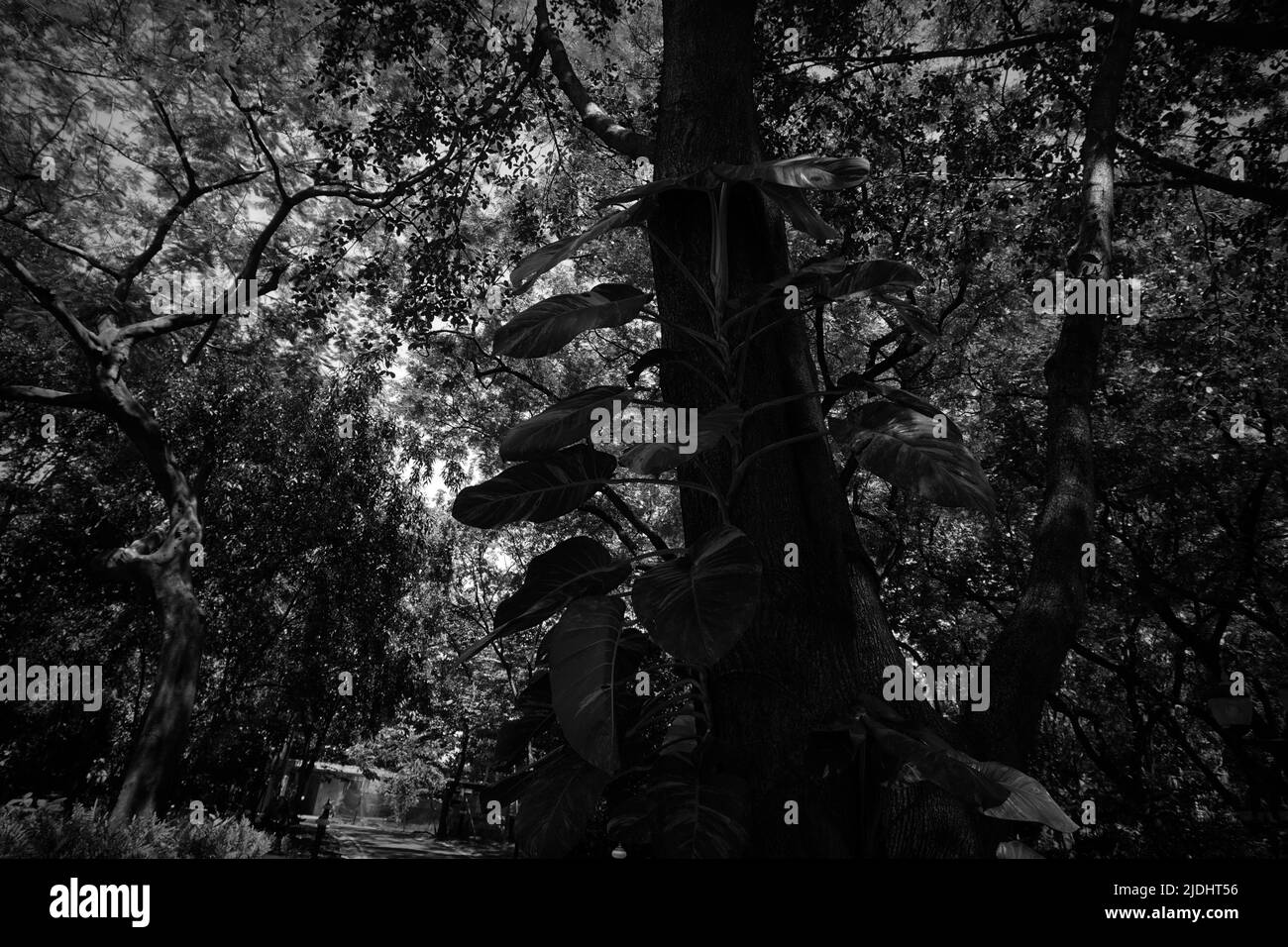 Noir et blanc, l'atmosphère du parc a de belles fleurs et plantes Banque D'Images