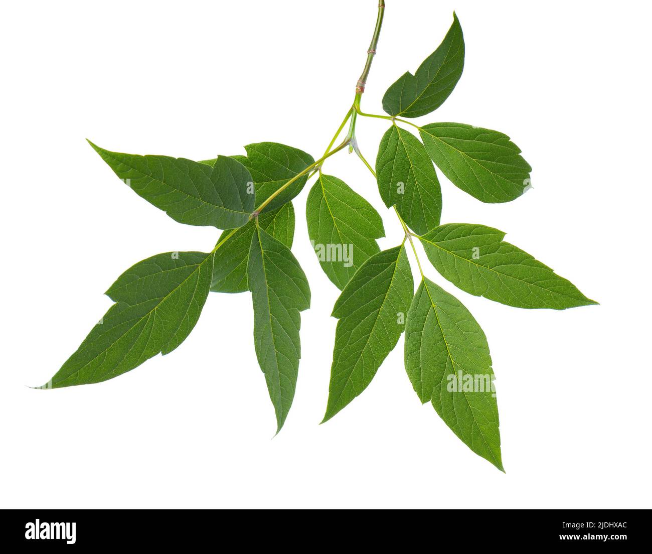 Branche d'érable à feuilles d'Ashleaf isolée sur fond blanc. Feuilles d'érable acer negundo Banque D'Images