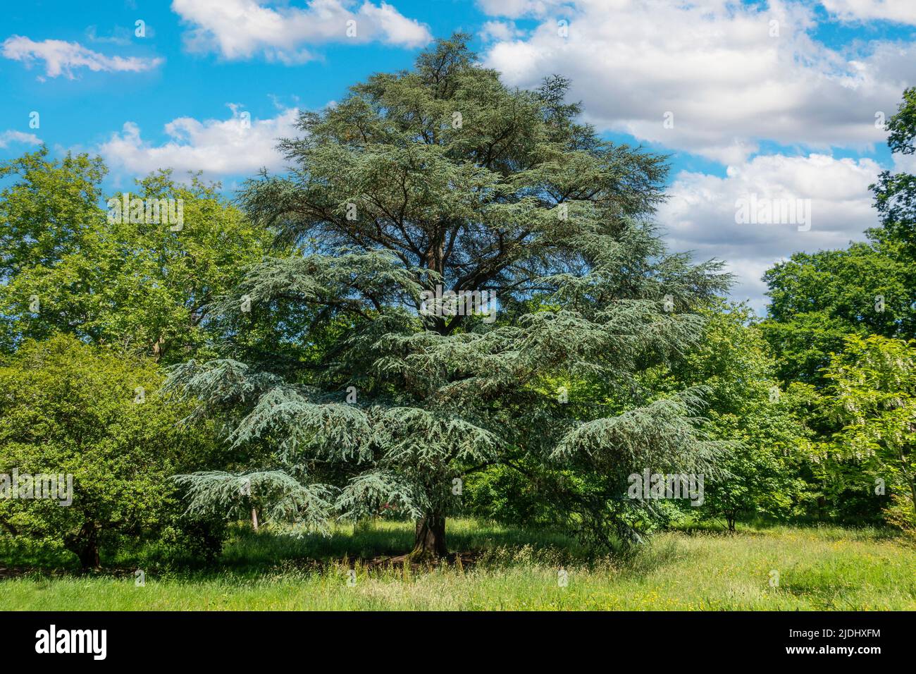 Cèdre de l'Atlas, Cedrus Atlantica, Wakehurst place, Sussex, Angleterre Banque D'Images