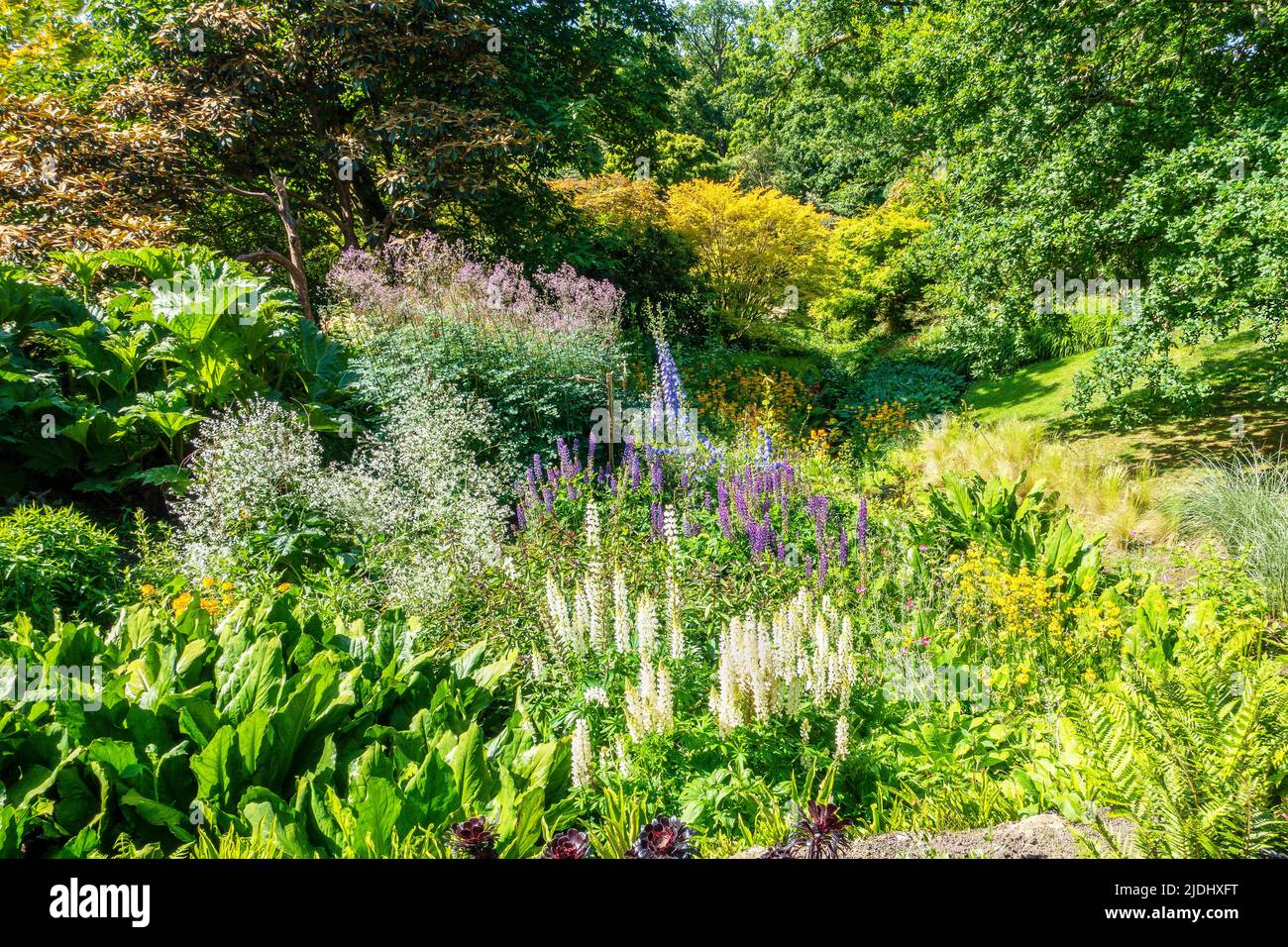 Wakehurst place,jardin,Lupin,Fern,Delphinium,graminées Banque D'Images