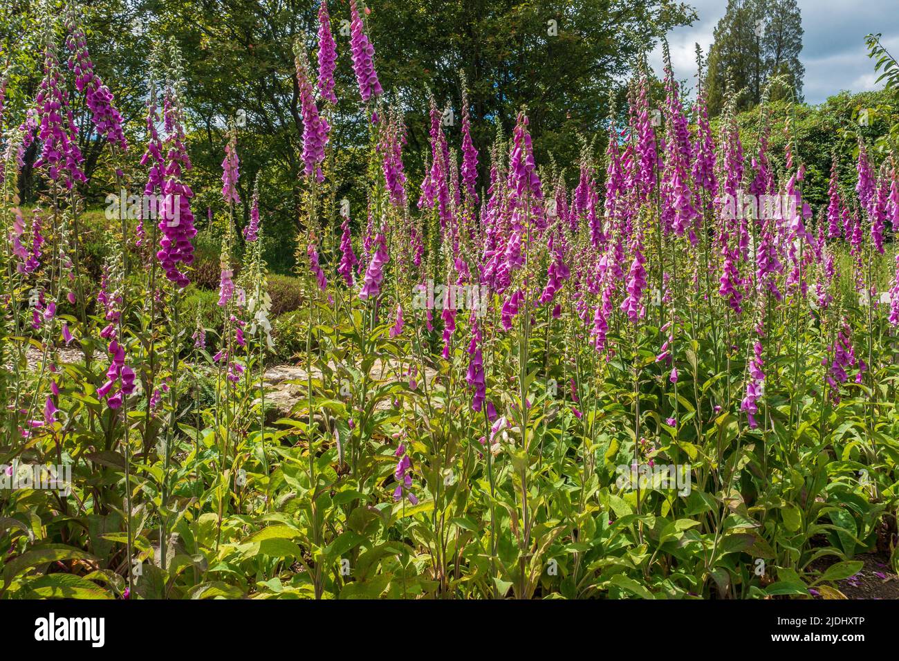 Une foule de Foxgloves,Border,Digitalis purpurea Banque D'Images