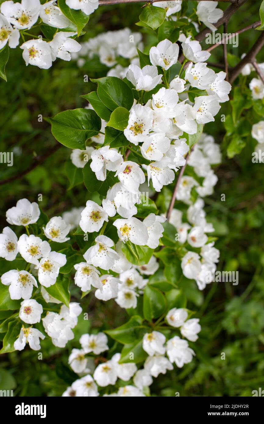 Arbre de pomme en fleur branche verger fleurs photographie verticale Banque D'Images