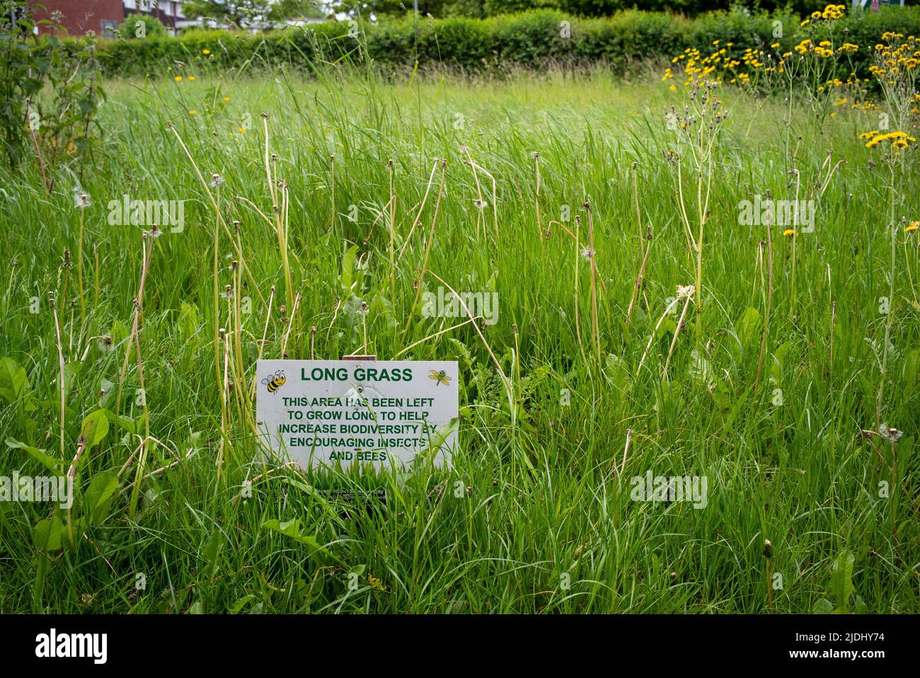 La zone de l'herbe surcultivée de longue durée dans le parc du centre-ville de Salisbury n'a pas été coupée pour aider à accroître la biodiversité. Avec panneau d'information à expliquer au public. Banque D'Images