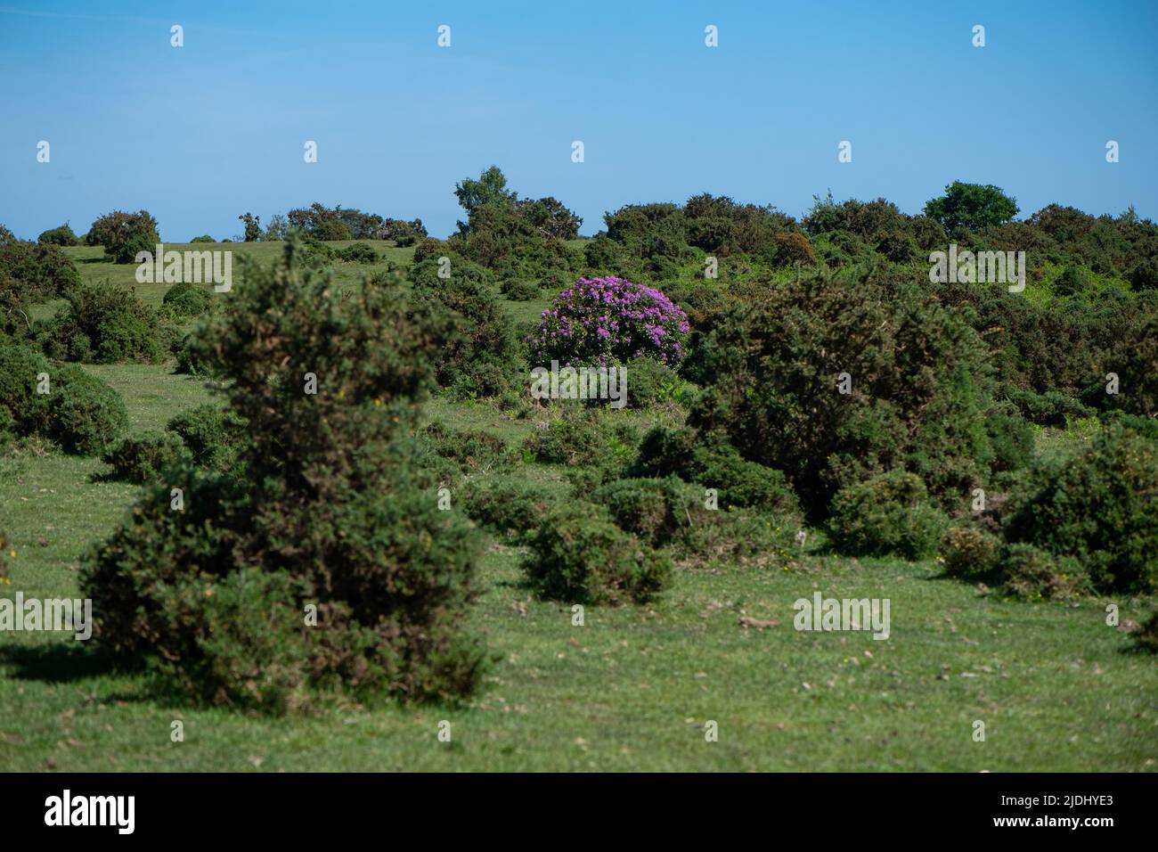 Le Rhododendron ponticum est une espèce non indigène envahissante établie au Royaume-Uni, vu dans cette image une brousse solitaire parmi les gorges de la Nouvelle forêt. Banque D'Images