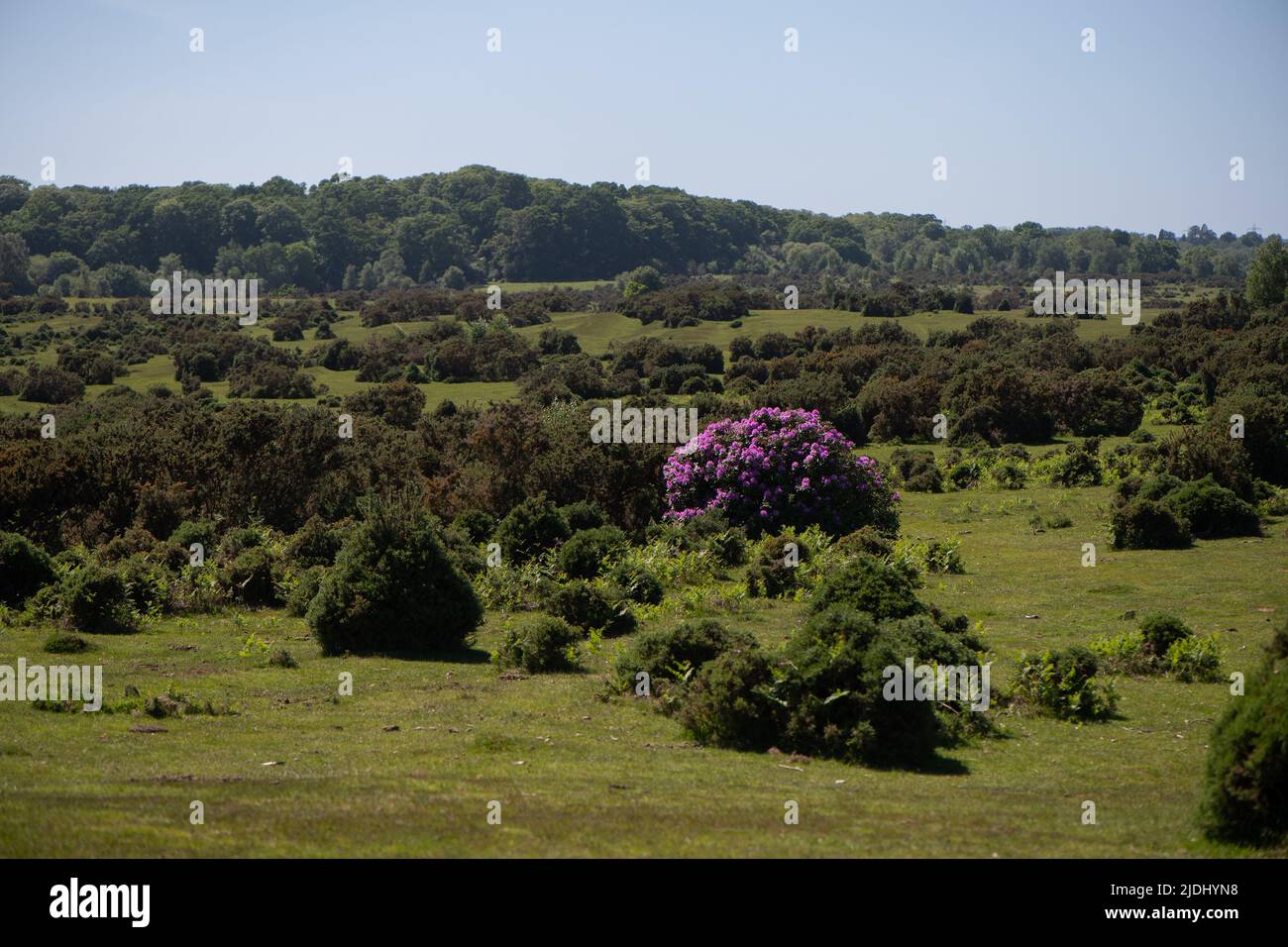 Le Rhododendron ponticum est une espèce non indigène envahissante établie au Royaume-Uni, vu dans cette image une brousse solitaire parmi les gorges de la Nouvelle forêt. Banque D'Images