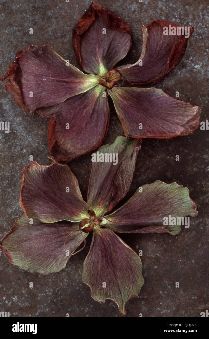 Deux fleurs séchées pourpres de la rose de Lenten ou de l'Helleborus orientalis qui se trouvent sur du métal terni Banque D'Images