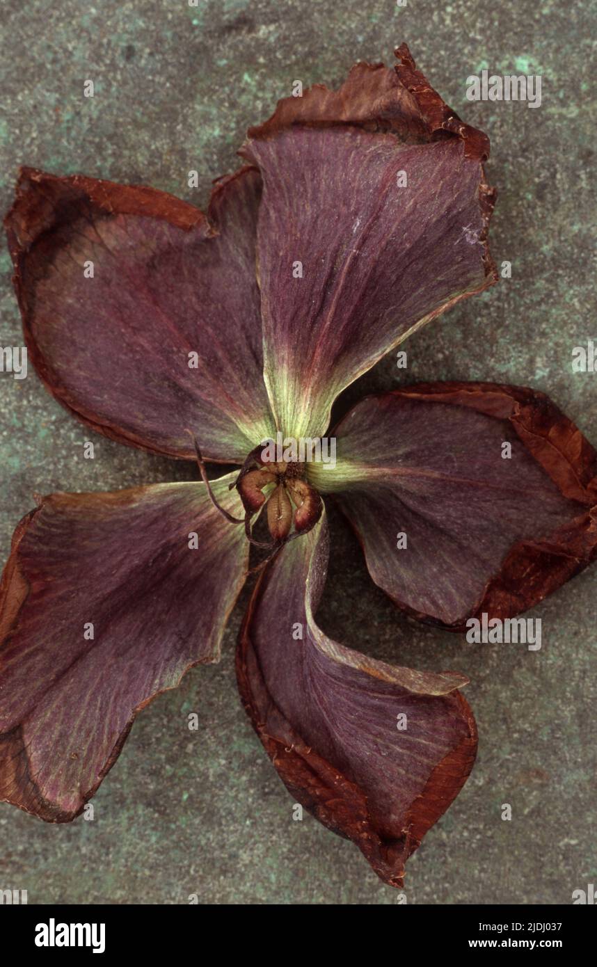 Fleur pourpre séchée de rose de Lenten ou Helleborus orientalis sur métal terni Banque D'Images