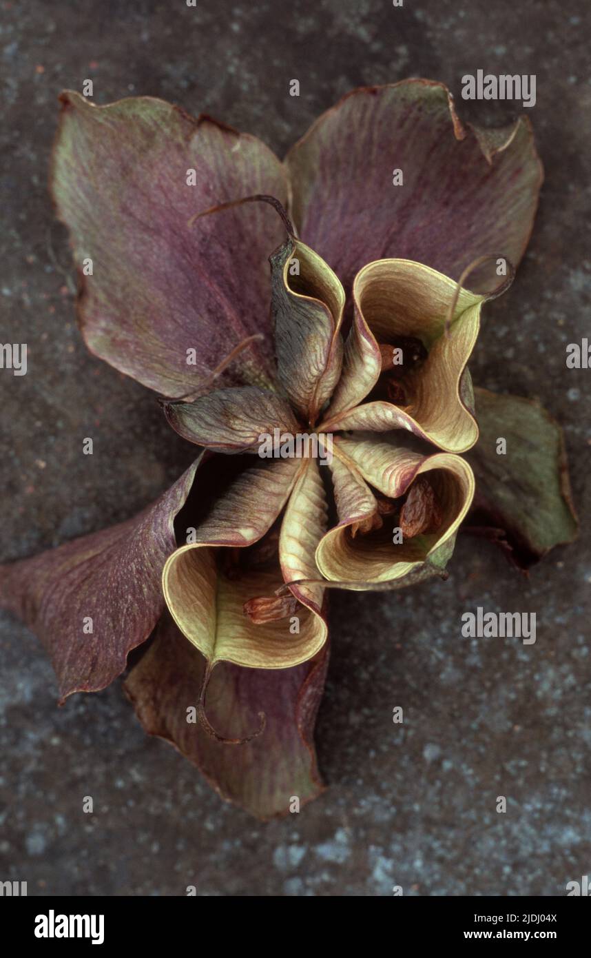 Fleur pourpre séchée de rose de Lenten ou Helleborus orientalis avec des pépins éclatés posés sur du métal terni Banque D'Images