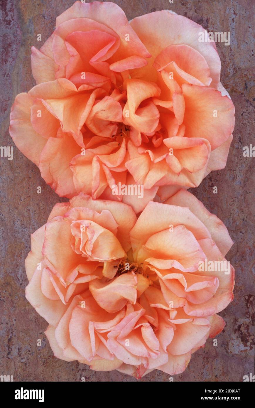 Deux fleurs orange pâle et crème et rose de Rose ou Rosa Sallys se trouvent sur une ardoise marbrée de tons roses Banque D'Images