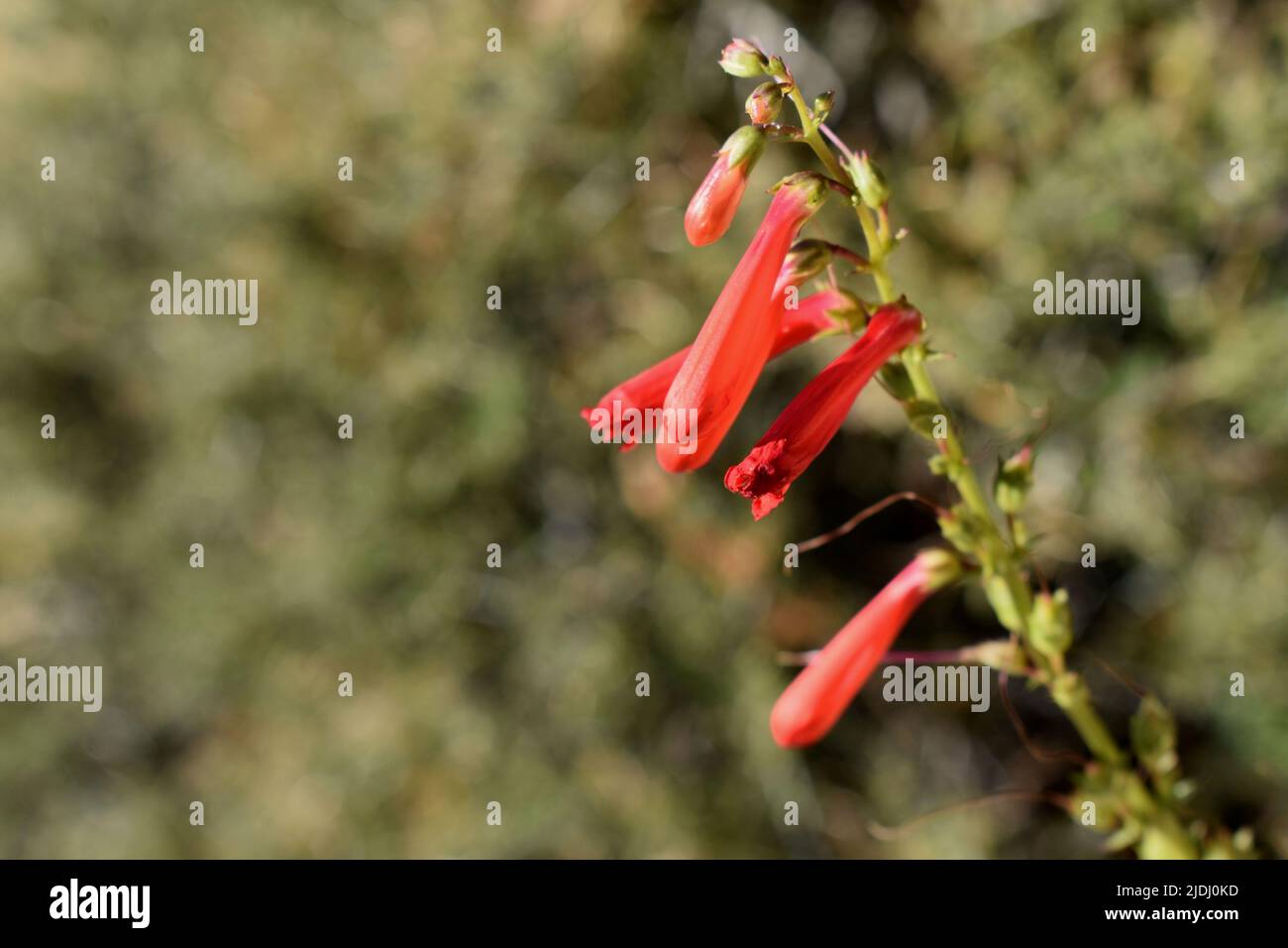 Penstemon à barbe sur le sentier Hermit Trail, sur la rive sud du parc national du Grand Canyon Banque D'Images