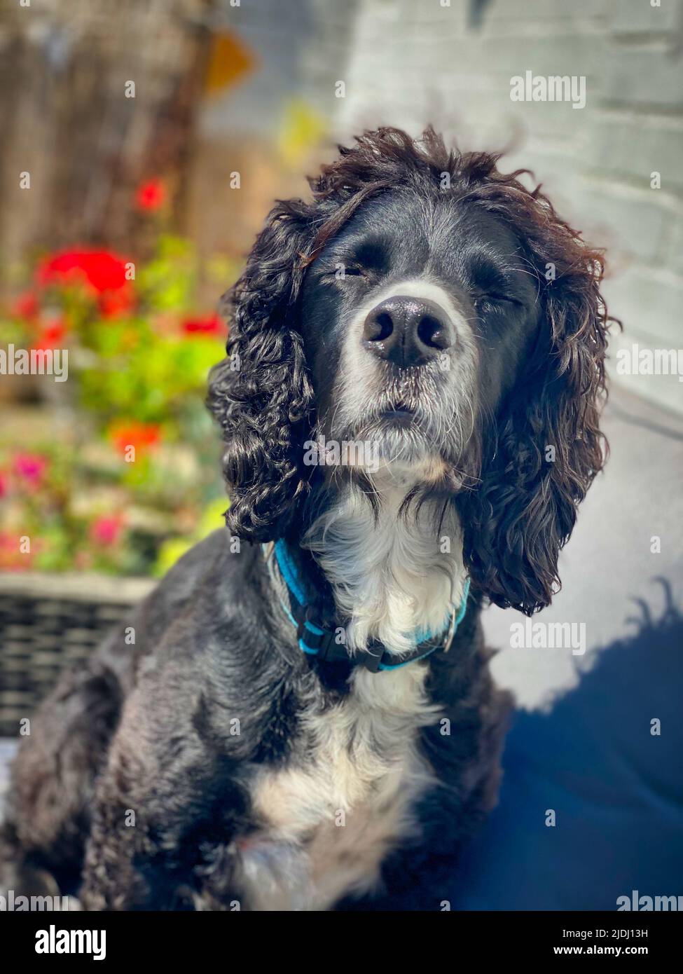 Chien Cocker Anglais Banque D'Images