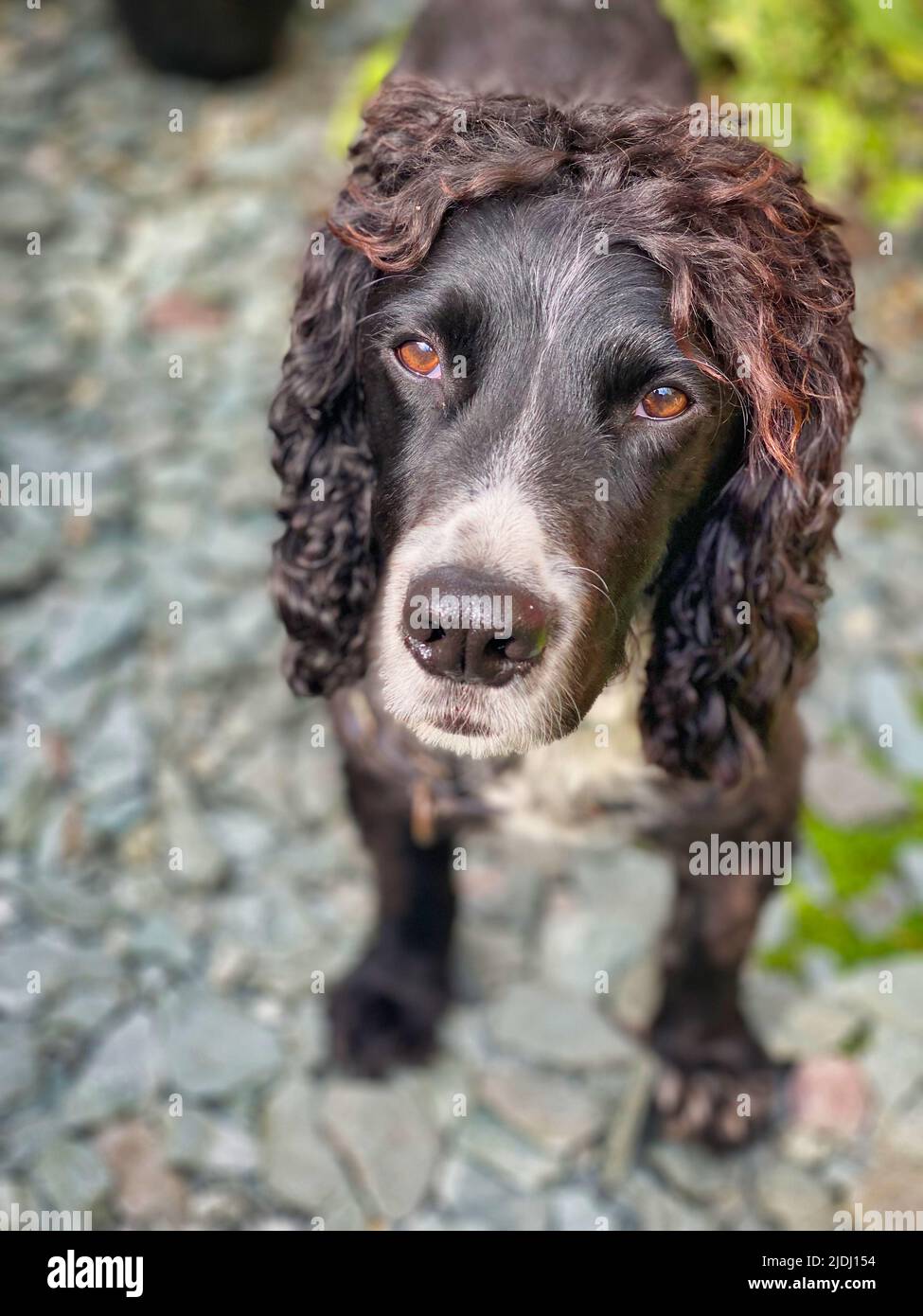 Chien Cocker Anglais Banque D'Images