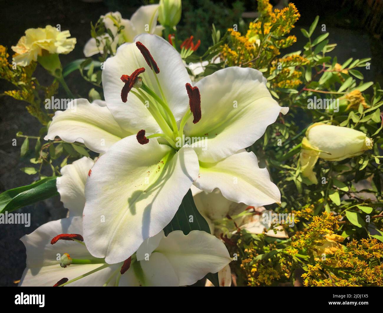 Les plantes et les fleurs Banque D'Images