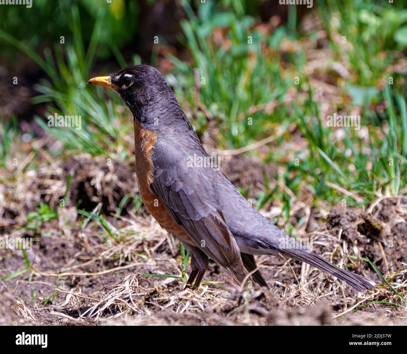 Oiseau-Robin américain debout au sol et fourragé pour la nourriture avec un fond flou dans son environnement et son habitat entourant le plumage. Banque D'Images
