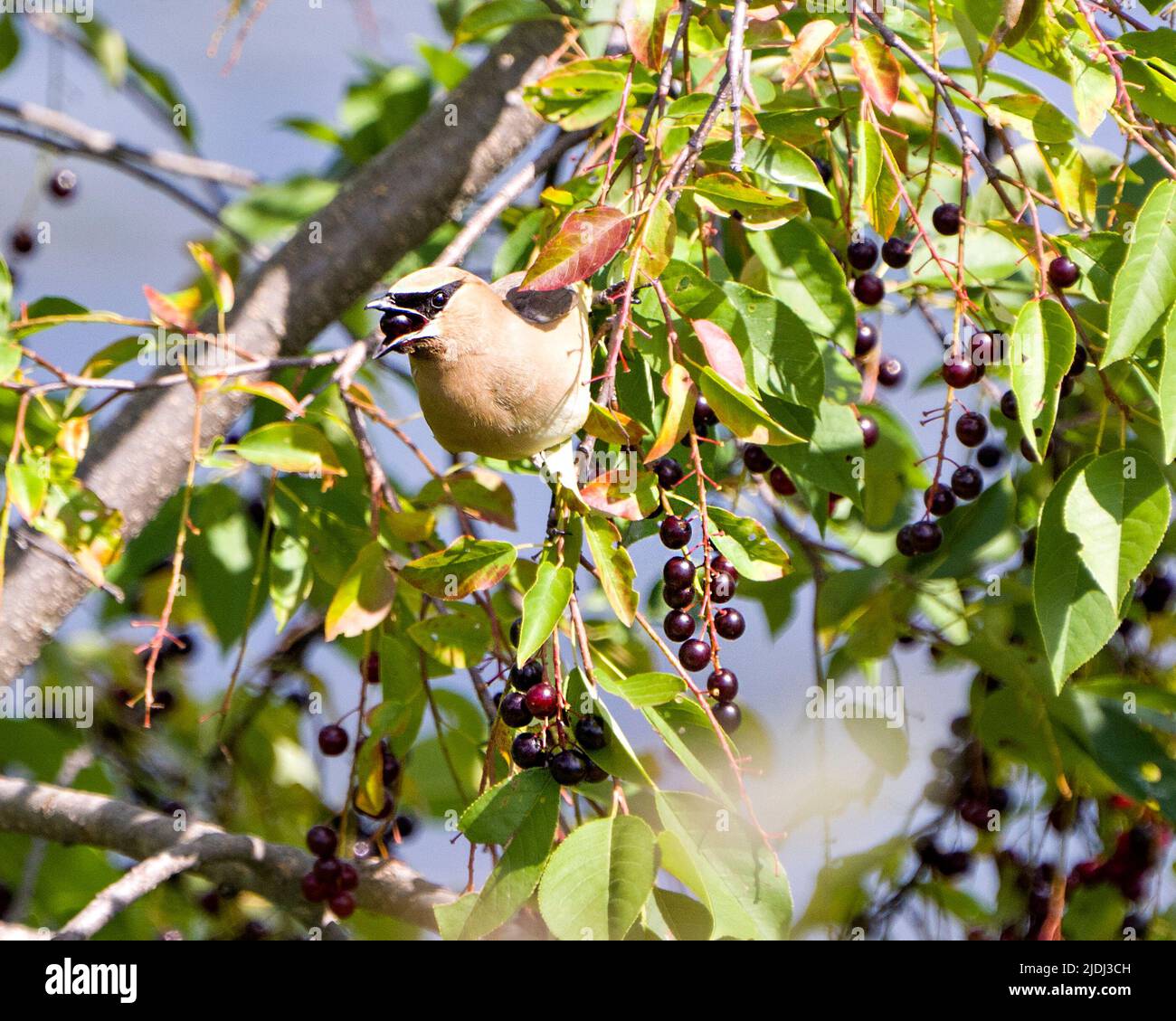 Cèdre Waxwing perchée en mangeant des fruits de baies sauvages dans son environnement et son habitat entourant d'un fond flou. Baie dans son bec. Banque D'Images