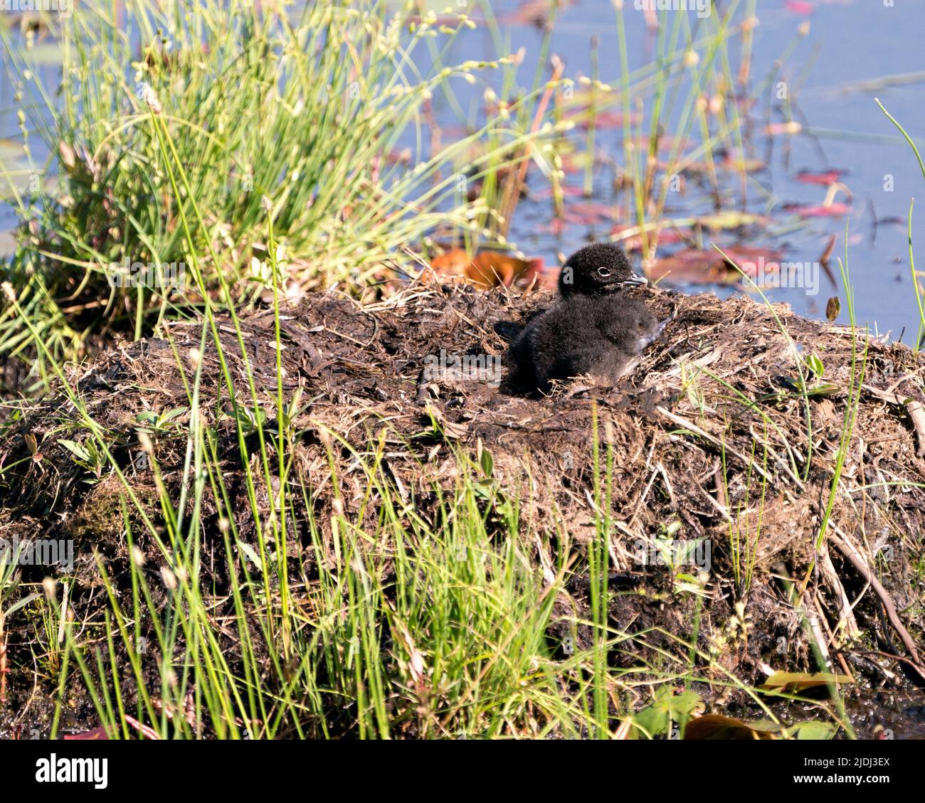 Bébé de Loon commun poussin sur le nid environ quelques heures après l'éclosion, montrant des plumes de duvet molletonné brun dans son environnement et son habitat de marais humide. Banque D'Images