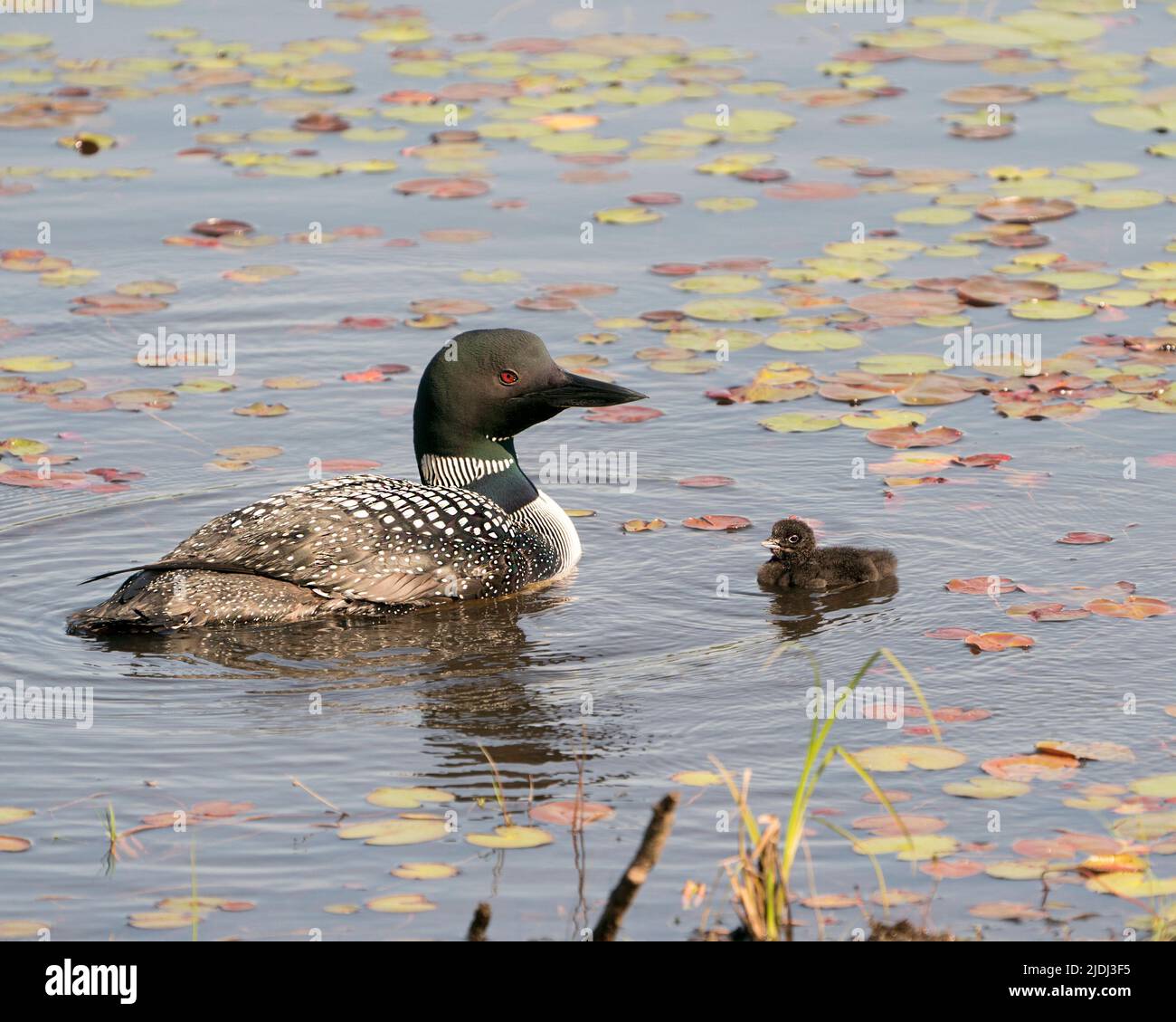 Loon commun natation et prendre soin de bébé poussin loon avec des coussins d'eau de nénuphars premier plan et arrière-plan et profiter du miracle nouvelle vie . Banque D'Images Loon commun natation et prendre soin de bébé poussin loon avec des coussins d'eau de nénuphars premier plan et arrière-plan et profiter du miracle nouvelle vie . Banque D'Images