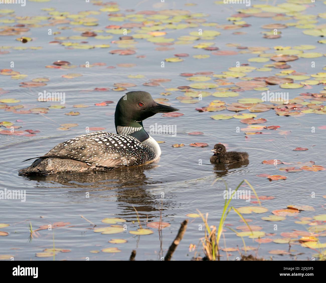 Loon commun natation et prendre soin de bébé poussin loon avec des coussins d'eau de nénuphars premier plan et arrière-plan et profiter du miracle nouvelle vie . Banque D'Images